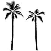 170x170 Palm Tree Leaves Stock Illustrations