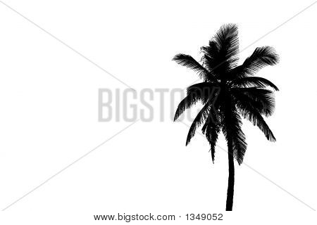 450x320 Palm Tree Silhouette Images, Illustrations, Vectors