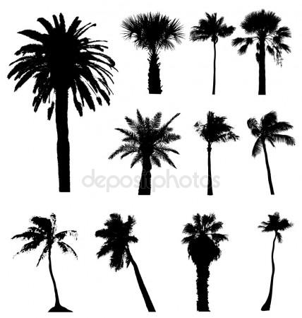 428x450 Palm Tree Vector Stock Vectors, Royalty Free Palm Tree Vector