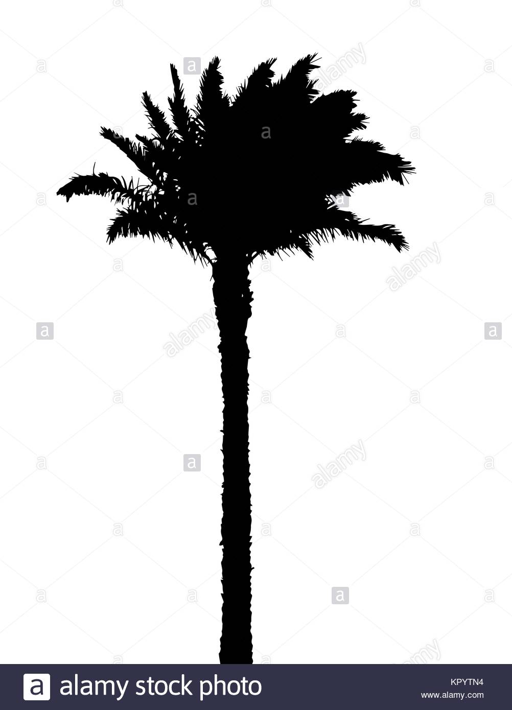 1002x1390 Coconut Palm Tree Isolated Over Black And White Stock Photos