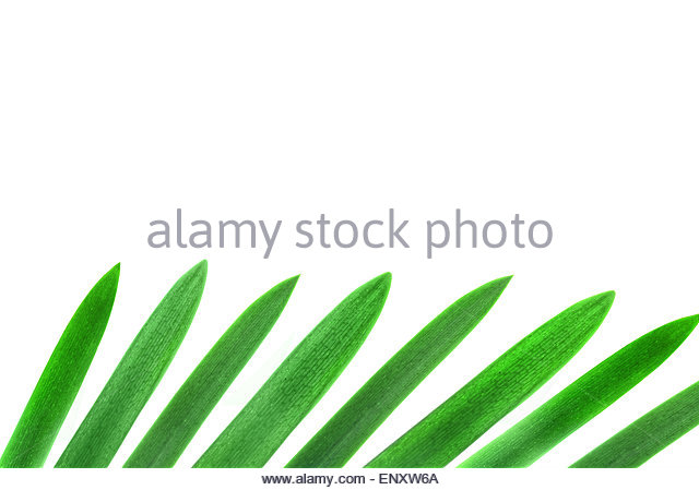 640x449 Palmetto Tree Palmetto Tree Silhouette Stock Photos Amp Palmetto