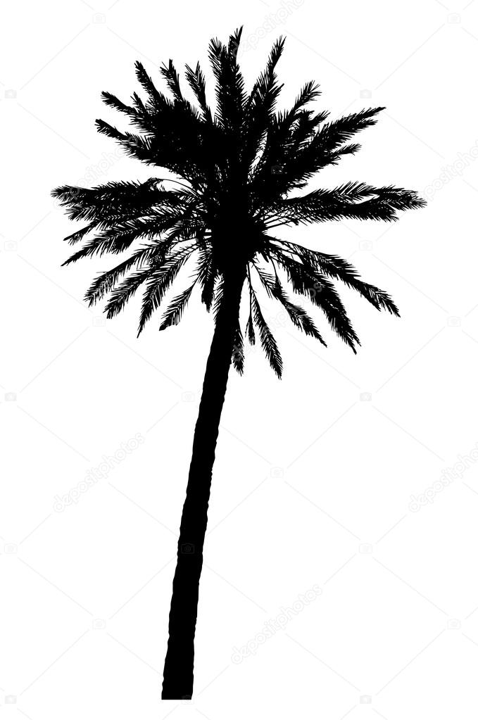 679x1023 Silhouette Of Palm Trees Realistic Vector Illustration Stock