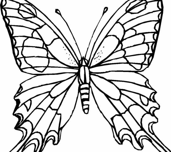 678x600 Butterfly Picture Outline Kids Coloring
