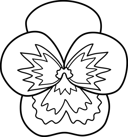 516x550 Pansy Flower Line Art