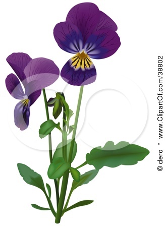 327x450 Pansy Clipart Purple