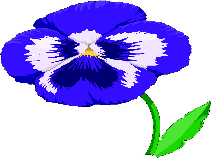 800x600 Violet Clipart Pansy
