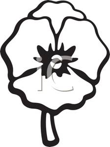 224x300 Of A Pansy Blossom