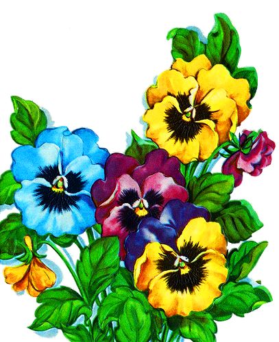 407x500 Pansies Clipart