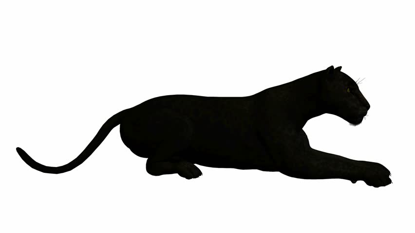 852x480 Black Panther Lying Down On A White Background Stock Footage Video