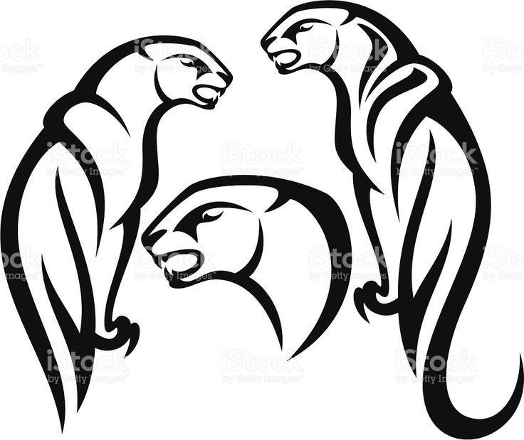 736x619 34 Best Leopards (And Safari) Images Leopards