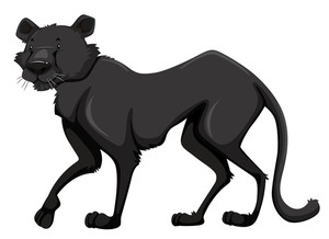 300x218 Black Panther With Happy Face Royalty Free Stock Image