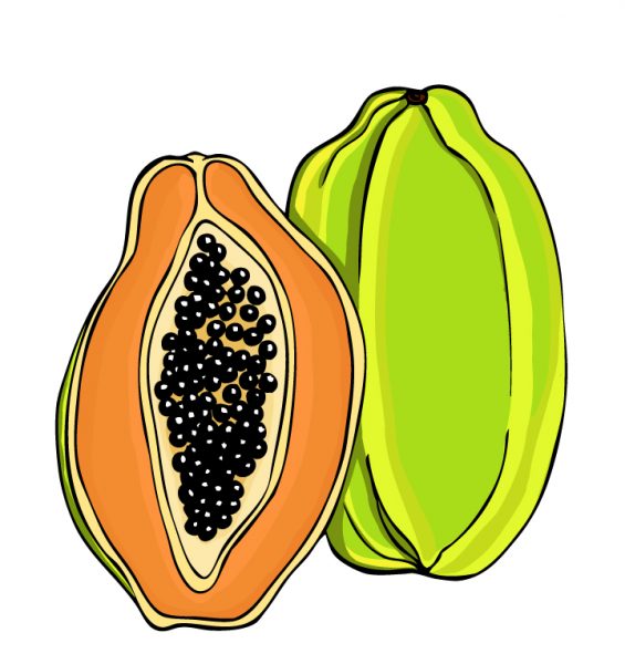 565x600 Papaya Clipart 1 Nice Clip Art