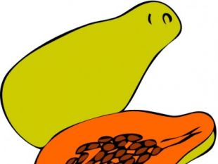 310x233 Free Papaya Vector Free Vectors Ui Download