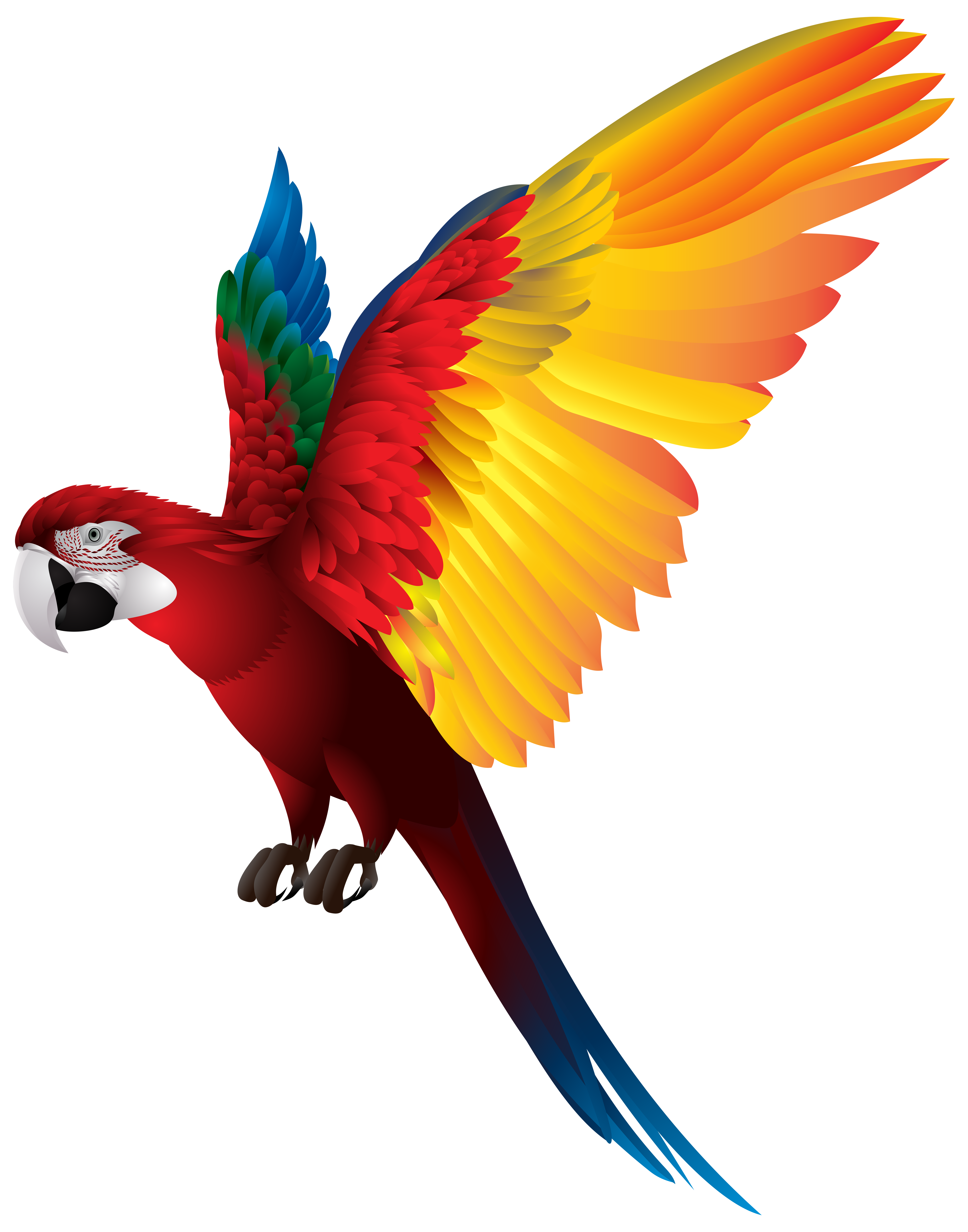 6285x8000 Parrot Png Transparent Clip Art Imageu200b Gallery Yopriceville