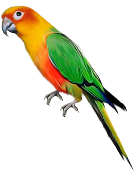 280x347 Parrot Png Images, Free Download Clipart Birds Animal