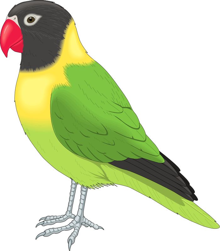 700x800 Parrot Birds Clipart, Explore Pictures
