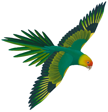 371x385 Parrot Clipart Real