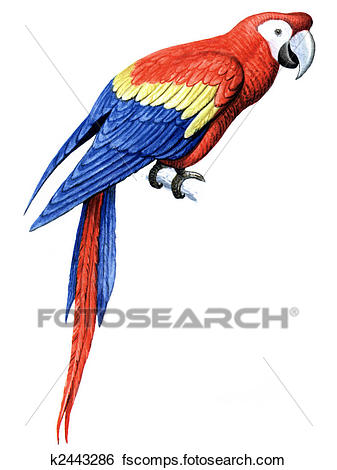 337x470 Stock Illustration Of Bird Parrot Macaw K2443286