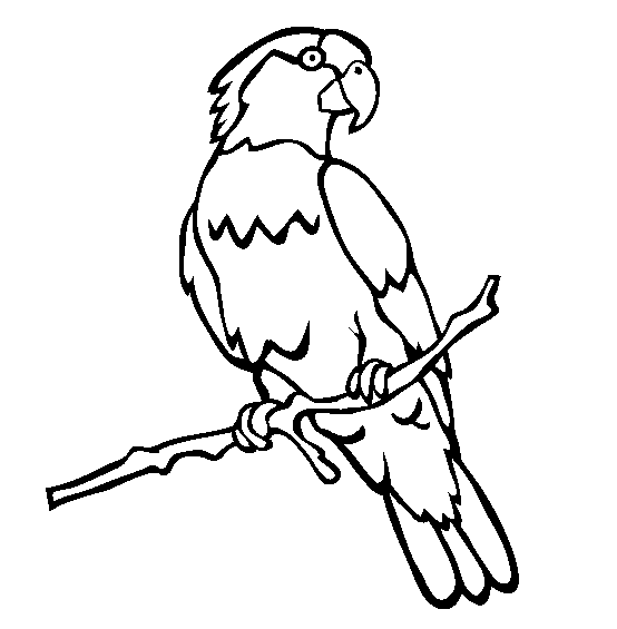554x565 Cool Parrot Coloring Pages Top Kids Coloring D