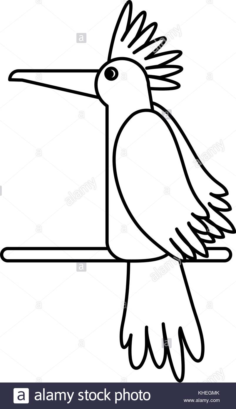 803x1390 Parrot Black And White Stock Photos Amp Images