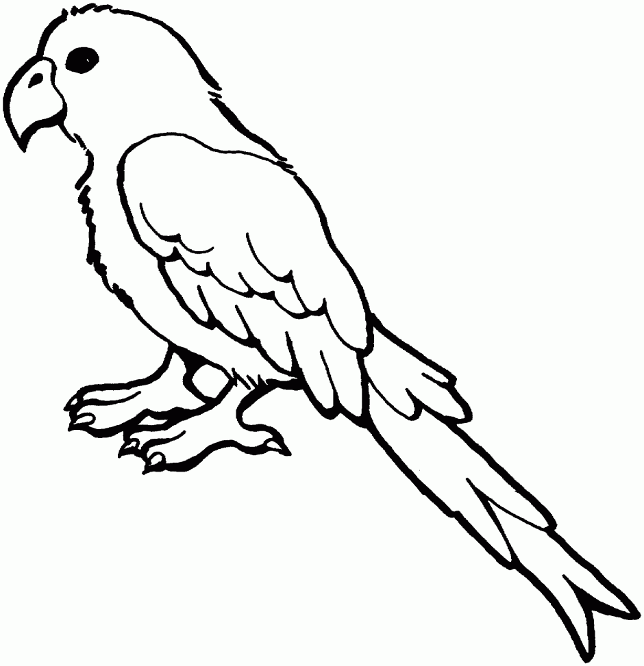 940x973 Parrot Clipart Black And White