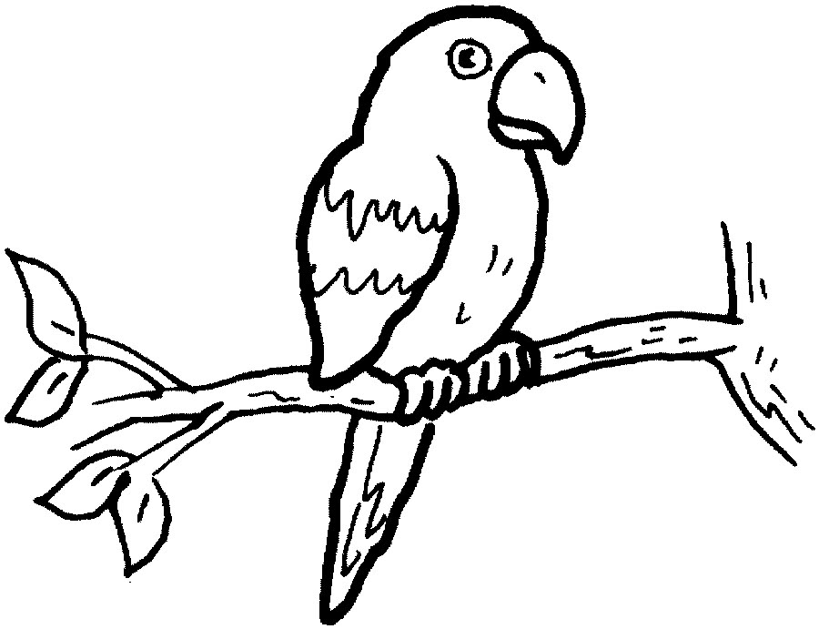 900x691 Parrot Clipart Black And White