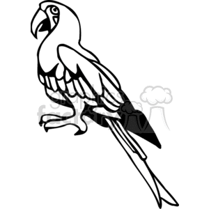 300x300 Royalty Free Black And White Parrot 130548 Vector Clip Art Image