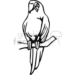 300x300 Royalty Free Black And White Silhouette Of A Parrot 130532 Vector