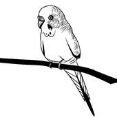 170x170 Parakeet Clip Art