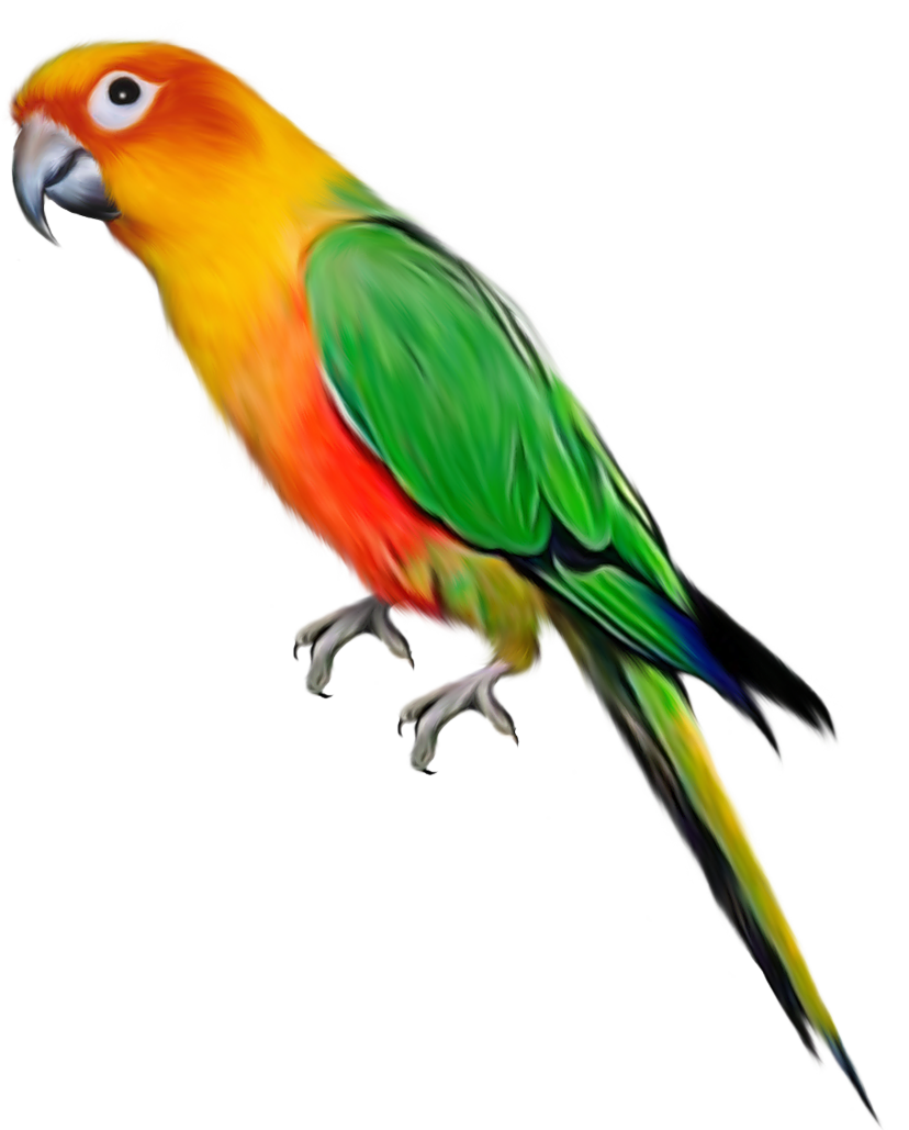 828x1029 Large Parrot Clipartu200b Gallery Yopriceville