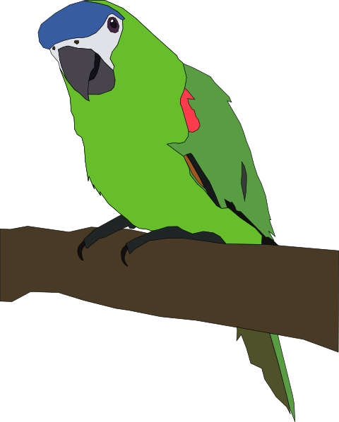 480x598 Parrot Clip Art