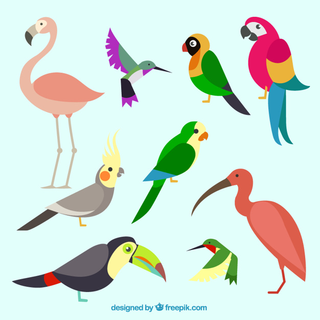 626x626 Parrot Vectors, Photos And Psd Files Free Download