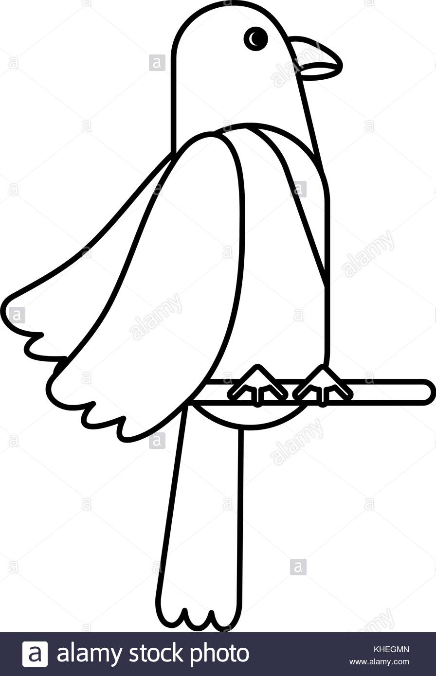 896x1390 Parrot Black And White Stock Photos Amp Images