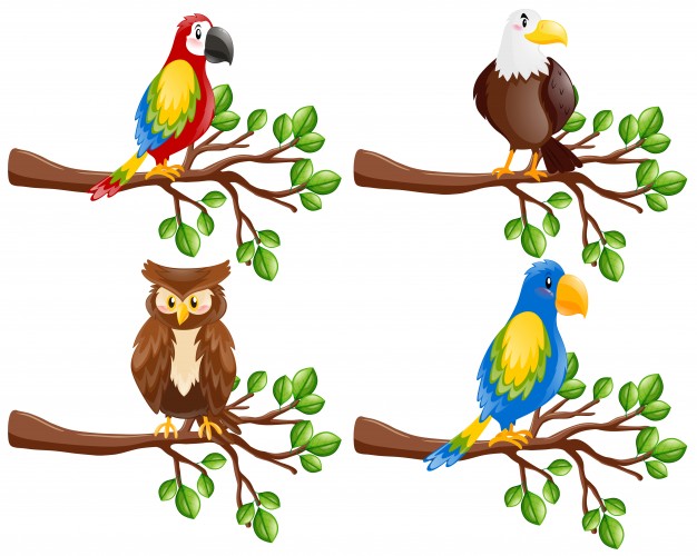 626x500 Parrot Vectors, Photos And Psd Files Free Download