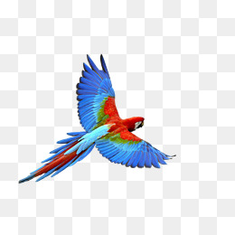 260x260 Flying Parrot Png Images Vectors And Psd Files Free Download