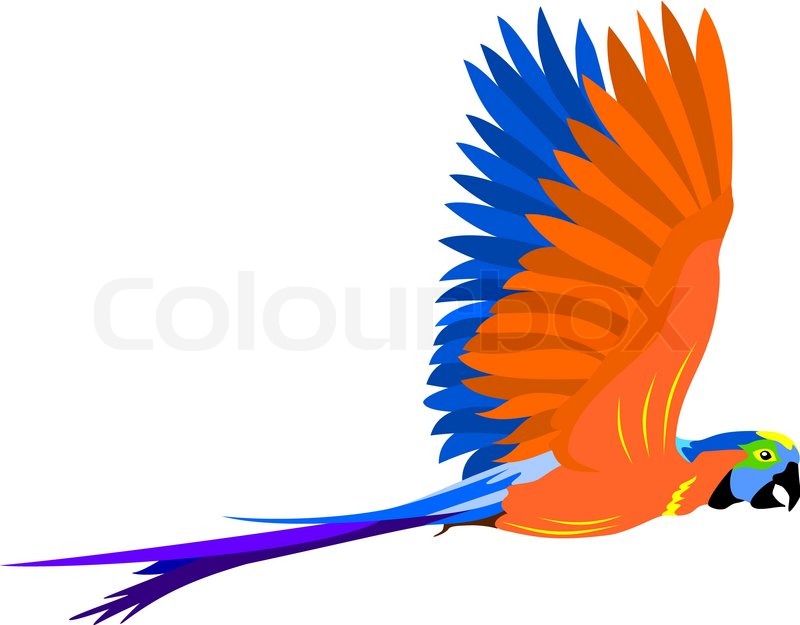 800x625 Flying Parrot Stock Vector Colourbox