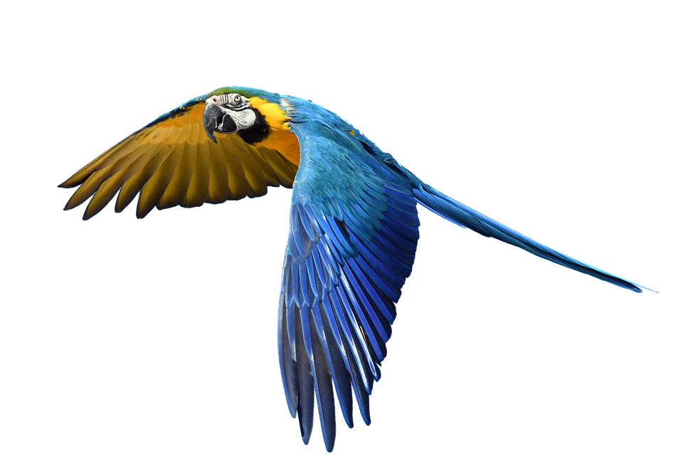 960x640 Free Photo Fly Flight Colorful Isolated Parrot