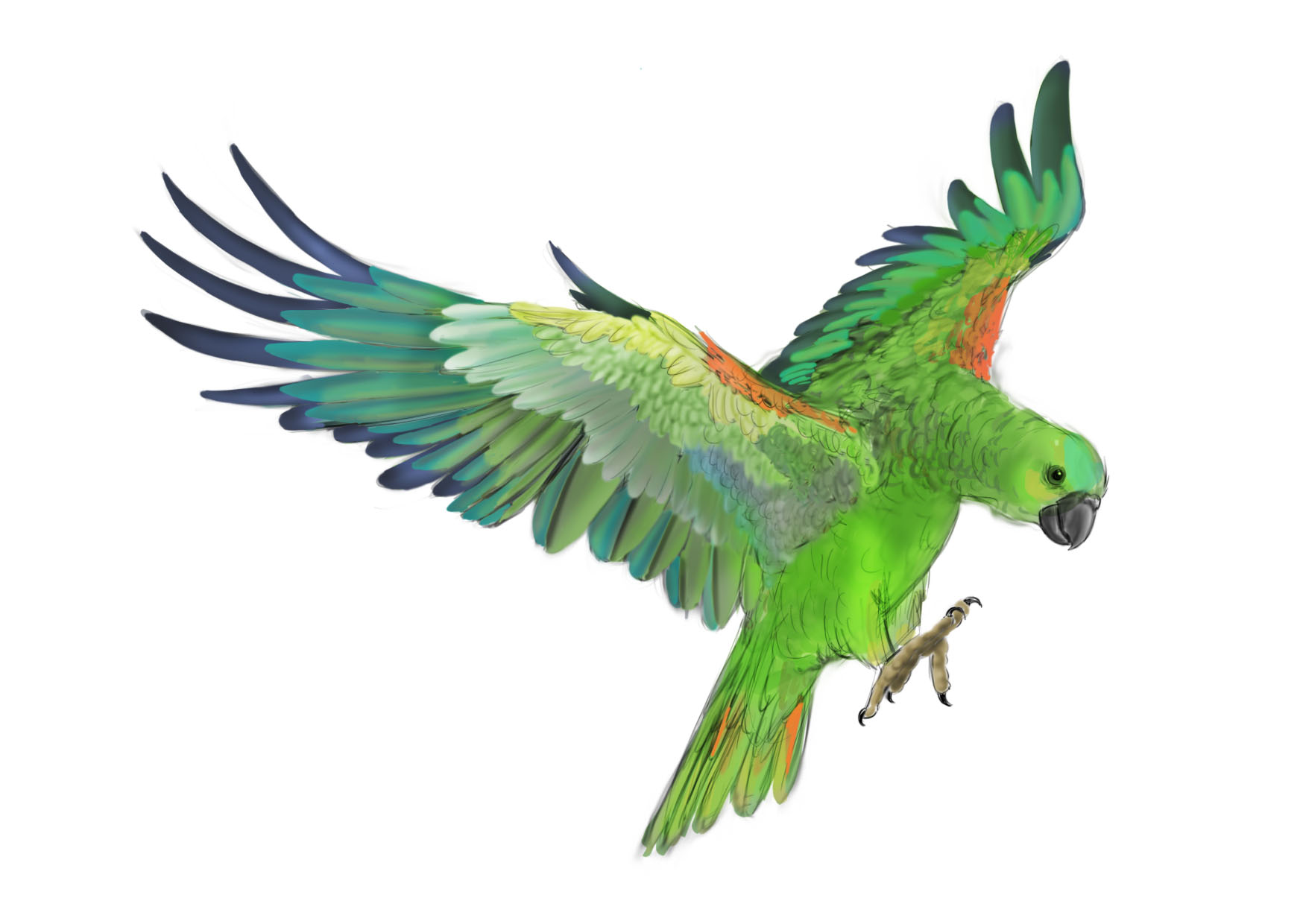 1748x1240 Hd Clipart Parrot Pics