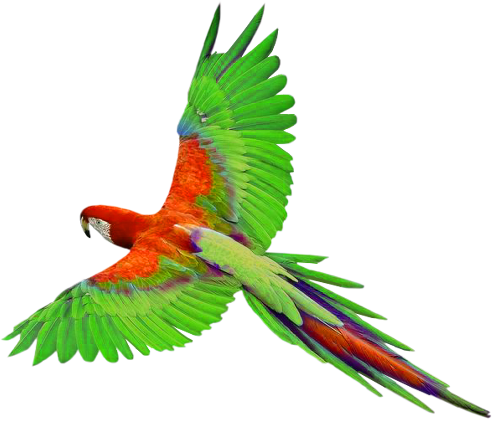 997x864 Parakeet Clipart Cute Flying Bird