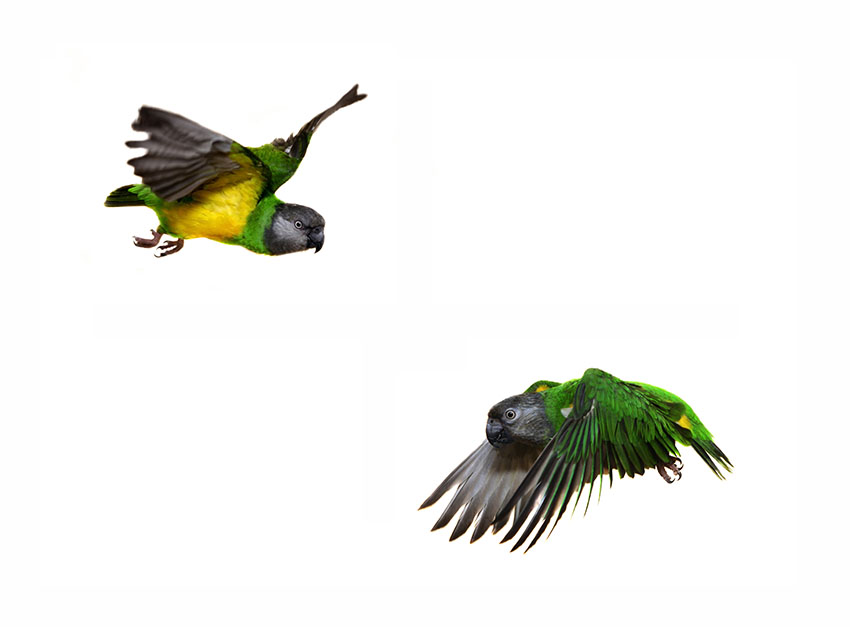 850x627 Parrot Behaviour Parrot Behaviour Parrots Guide Omlet Uk