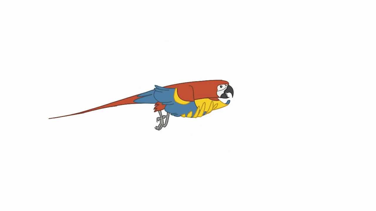 Опиши картинки a parrot can fly