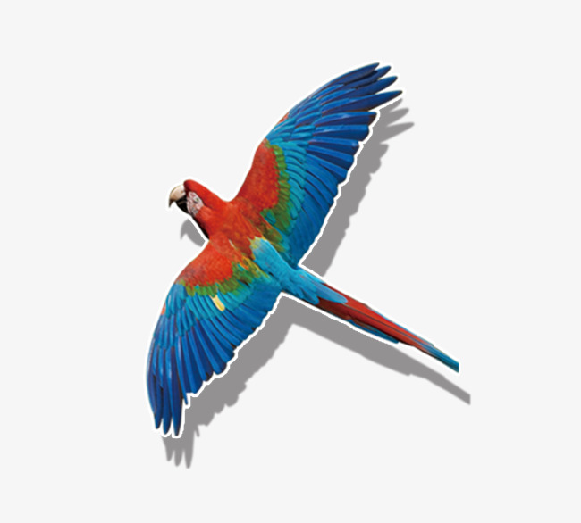 650x586 Colored Parrot Flying, Birds, Fly, Parrot Png Image For Free Download