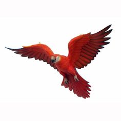 236x236 Macaw In Flight