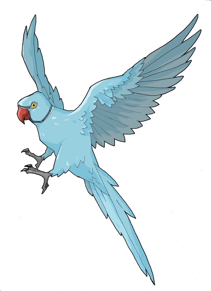 900x1237 Drawn Parakeet Bird Fly
