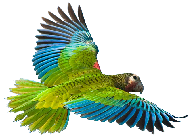 671x489 Flying Parrot Png Image Png Mart