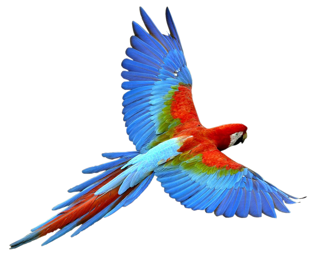 1286x1050 Flying Parrot Png Transparent Image Png Mart
