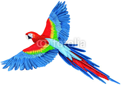 400x286 Parrot Flying