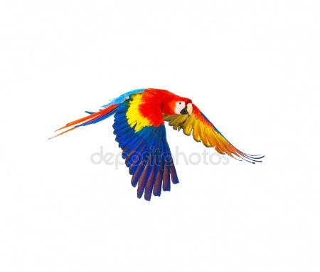 450x382 Parrot Flying Stock Photos, Royalty Free Parrot Flying Images