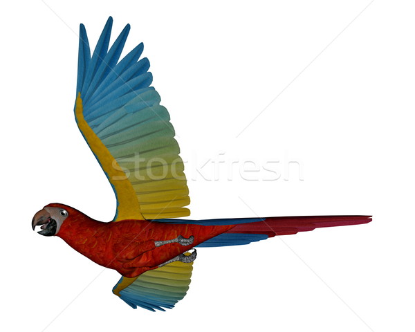 600x480 Parrot Flying Stock Photos, Stock Images And Vectors Stockfresh