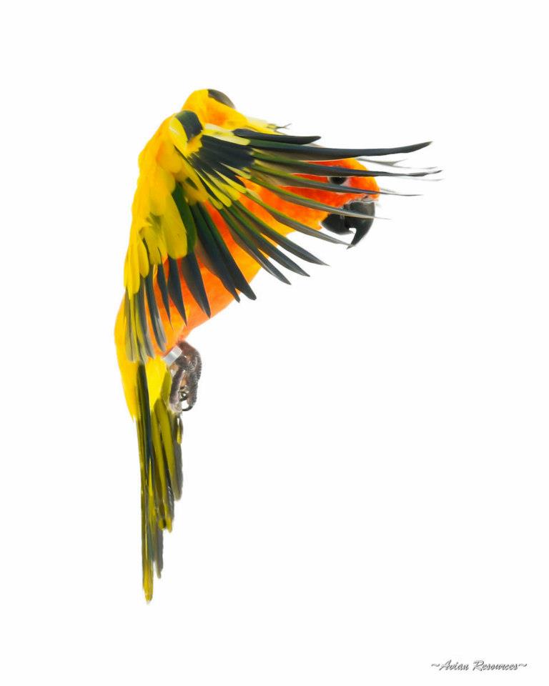 768x960 Flying Sun Conure Parrot Cage Ideas Conure, Bird